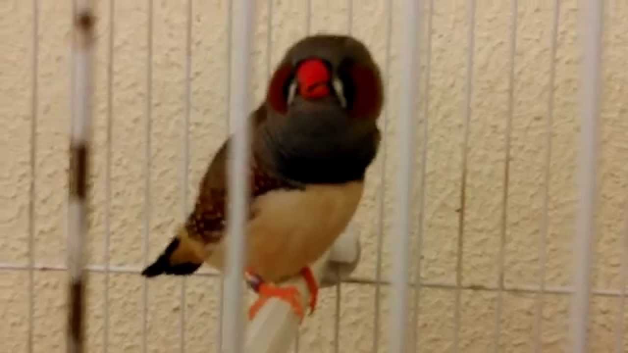 Casal passaros Mandarins cantando