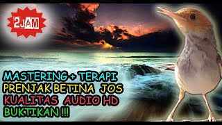 Prenjak Betina Gacor Audio - Prenjak Gacor Betina Klawu