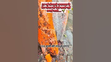 26 मई सोमवती अमावस्या के दिन पीपल की फेरी.......... #specal #amavasya #upay #trendingshorts #facts