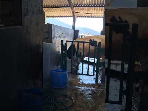 Feisty Bull