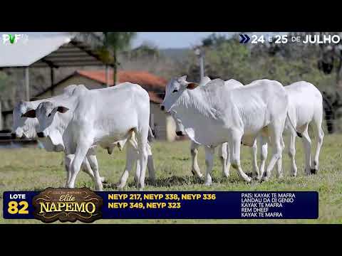 LOTE 82   338,217,336,349,323