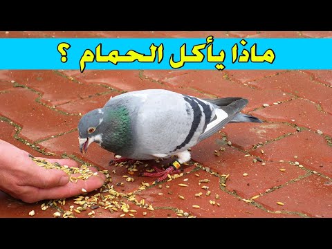 فيديو: ماذا يأكل الحمام؟