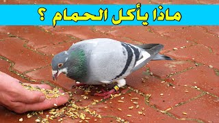 ماذا يأكل الحمام ؟ جميع أنواع الحبوب التي يأكلها الحمام مع نصائح أخرى مهمة |  Nature Lover