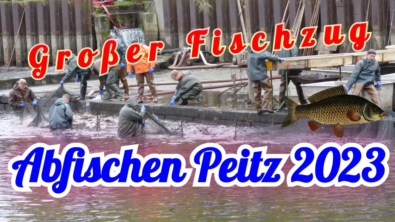 Abfischen in Peitz 2023 / Hälterteich / Tonnen von Karpfen werden abgefischt