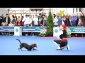 Dog dancing show &quot;Eurasia  2012 / Russia / Moscow&quot;. Freestyle.