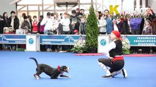 Dog dancing show 'Eurasia  2012 / Russia / Moscow'. Freestyle. by KinologVideo 5,735 views 12 years ago 4 minutes, 43 seconds