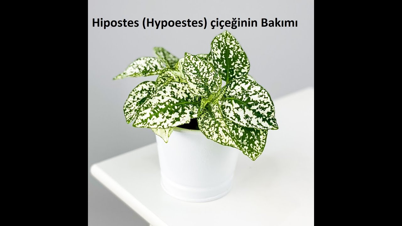 Hipostes çiçeğinin bakımı, sulanması, çoğaltılması, toprak değişimi