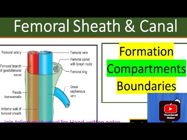 Diagram of right inguinal canal anatomy depicts the main elements that... |  Download Scientific Diagram