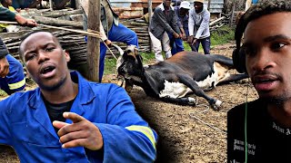 The Truth About Xhosa Peoples Culture Reaction
