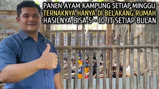 PENGHASILAN TIAP MINGGU ASAL TAU CARANYA, OMSET 13,2 JUTA PER BULAN TERNAK AYAM KAMPUNG MUDA. 