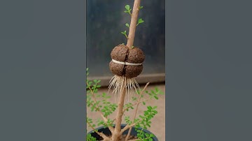 How to Quickly Air-Layer Branches | Easy Air Layering Using Pre-Prepared Soil Balls #farminglife