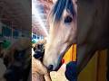 Horse And Dog Are Good Friends 🐴😻🐶