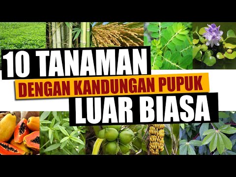 Video: Apa yang diperbuat daripada tumbuhan?