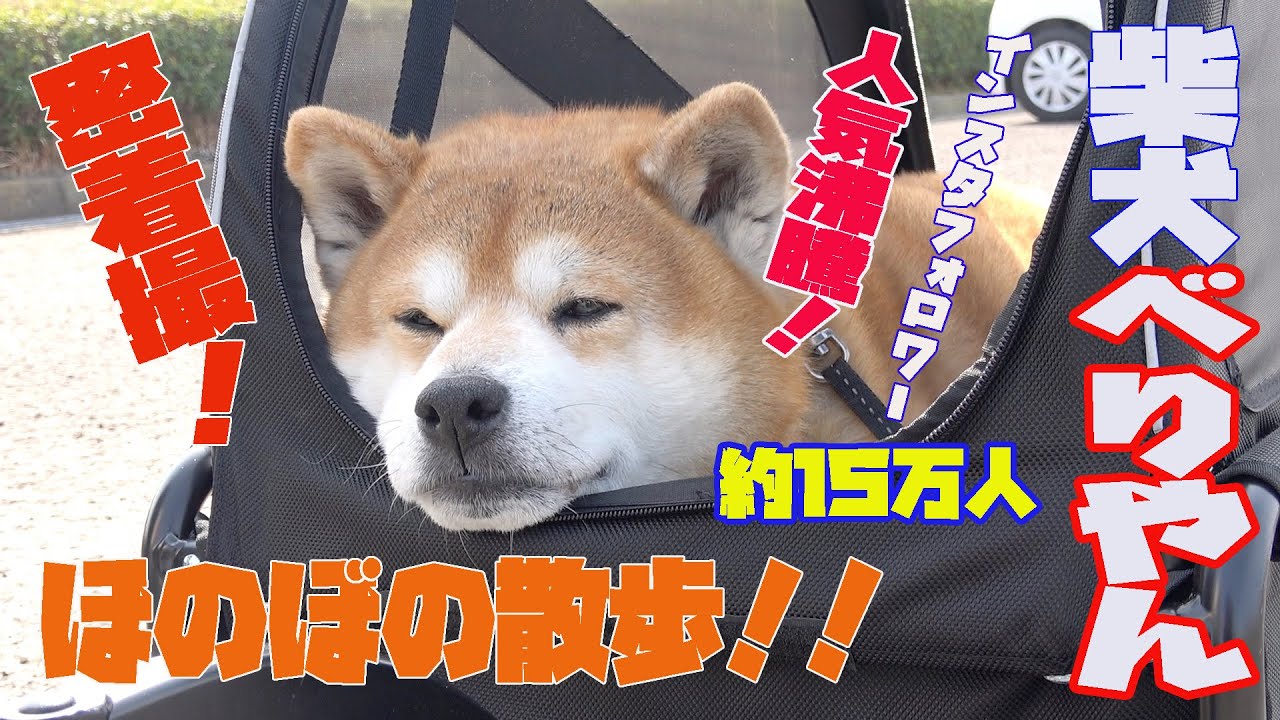 インスタで人気沸騰 徳島在住の柴犬 べりやん 密着撮 Youtube