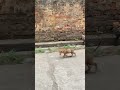 😂#comedy #funny #trending #funny #petsrule #viralvideo #dog #shortvideo #shorts