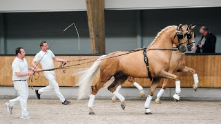 Gelders stallion show in Ermelo NL on April 6, 2024 compilation video
