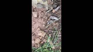 STICK MIMICRY #shorts #stick #disguise by TexasReptileZoo 31 views 7 months ago 7 seconds
