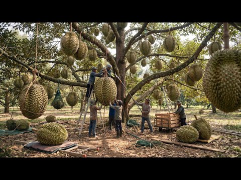 Cómo se cultiva y cosecha el durian desde la plántula hasta el fruto terminado