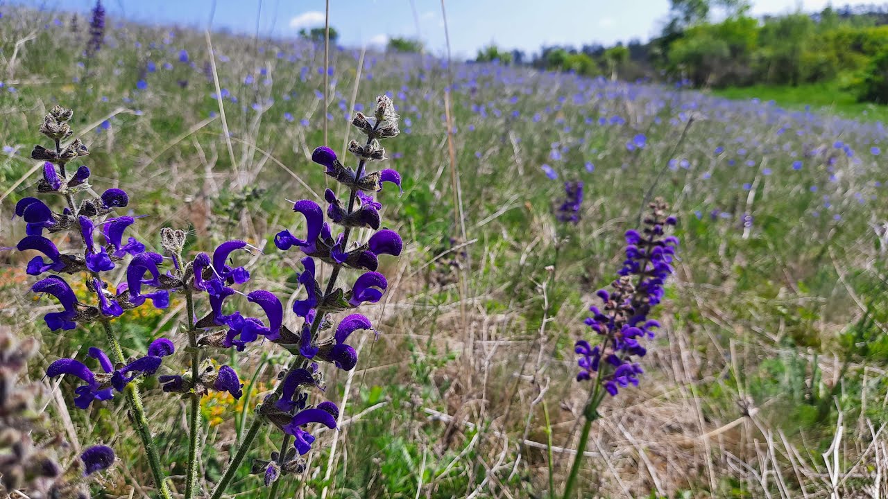 Jak na správné sečení luk a zahrad?