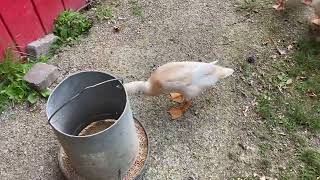 Meet Sweetie - My Runner Duck with a Soft Sweet Quack screenshot 5