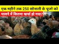 एक महीने में 250 सोनाली के चूजो को पालने में कितना खर्चा हो गया?(Sonali murgi palan)