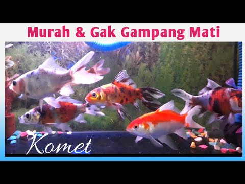 Cara Memelihara Ikan Komet Bokim Atau Panca Warna Di Akuarium Comet Fish In Aquarium Youtube