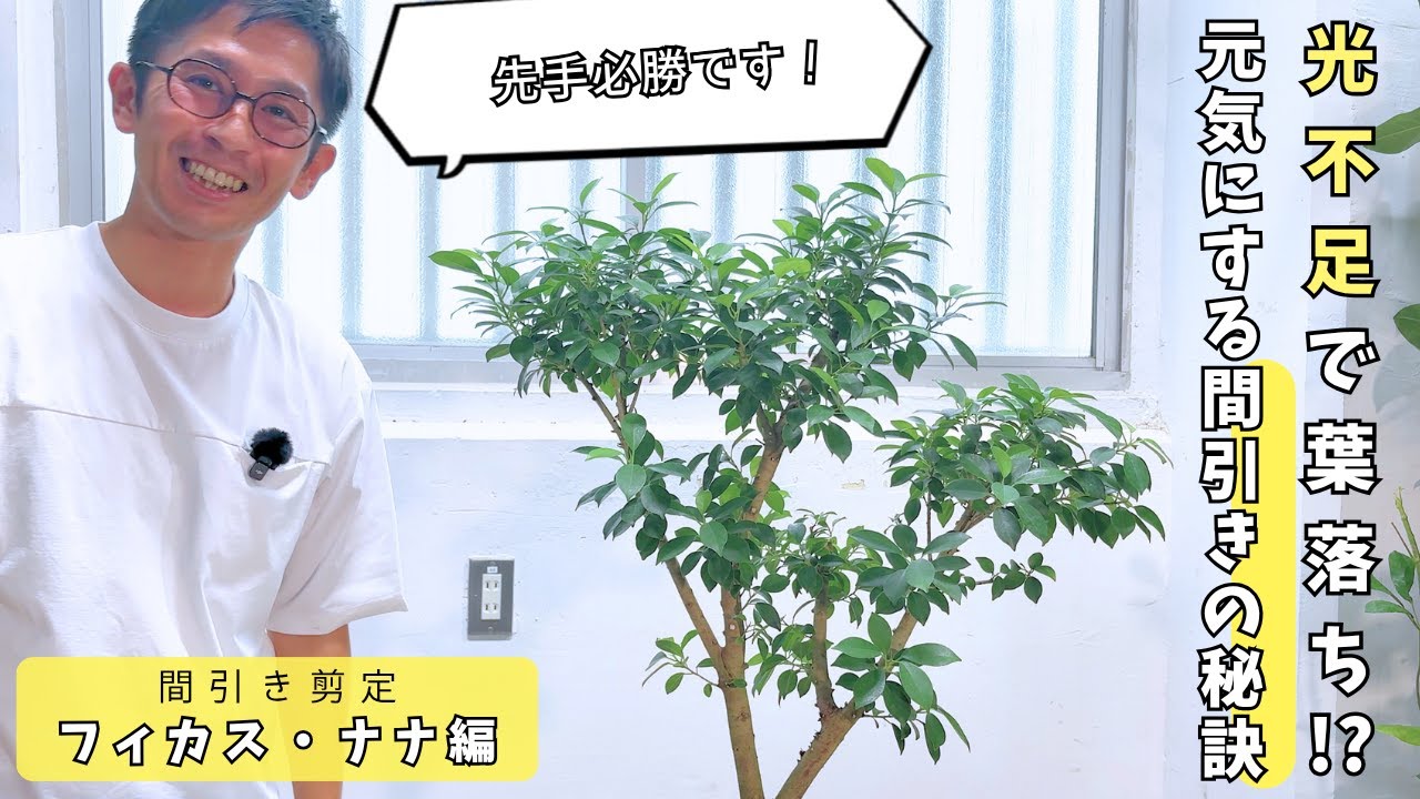 【プロ直伝】光不足で葉が落ちる！？フィカスを救う正しい剪定