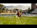 Budweiser’s Clydesdales Return in Super Bowl LX Teaser “Foal”