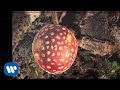 Neil Young + Promise Of The Real - Almost Always (Official Music Video)