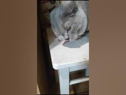 а Васька слушает да ест - YouTube