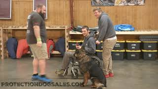 Mature Adult Male "Pierce" 3.5 Yr Dark Sable German Shepherd Home Raised Personal Protection Dog