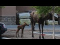 Urban Baby Moose