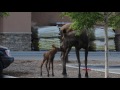 Urban Baby Moose