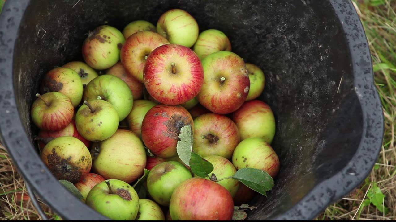 Der Jahreskreis auf einer UNSER LAND Streuobstwiese