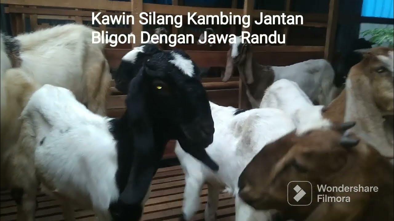 Kawin Silang Kambing Jantan Bligon Dengan Betina Kambing Jawa Randu ...