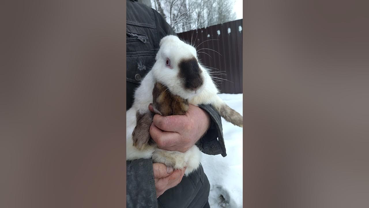 полу заяц полу кот