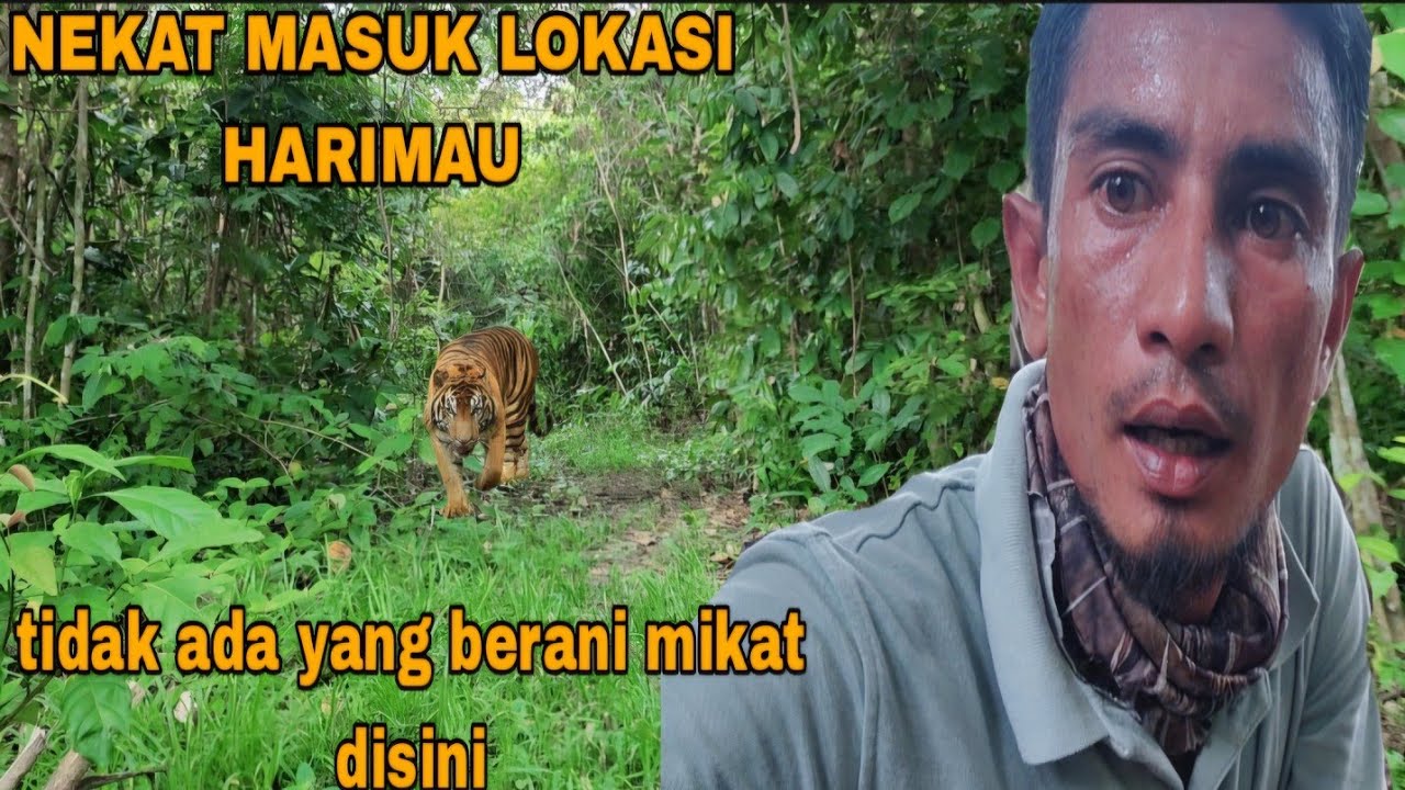 SURGANYA BURUNG MAHAL DI JAGA LANGSUNG OLEH HARIMAU SUMATRA