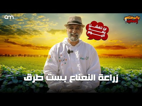 لماذا نفشل في زراعة النعناع الجديد في زراعة النعناع أشهر الطرق في زراعته وطرق الرعاية والتسميد