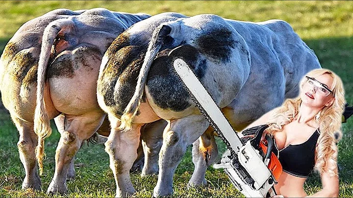 The Farm  - Cow Farming, Milk Feeding, Pretty Girl Modern TATRA Military Truck, Cowshed Cleaning​