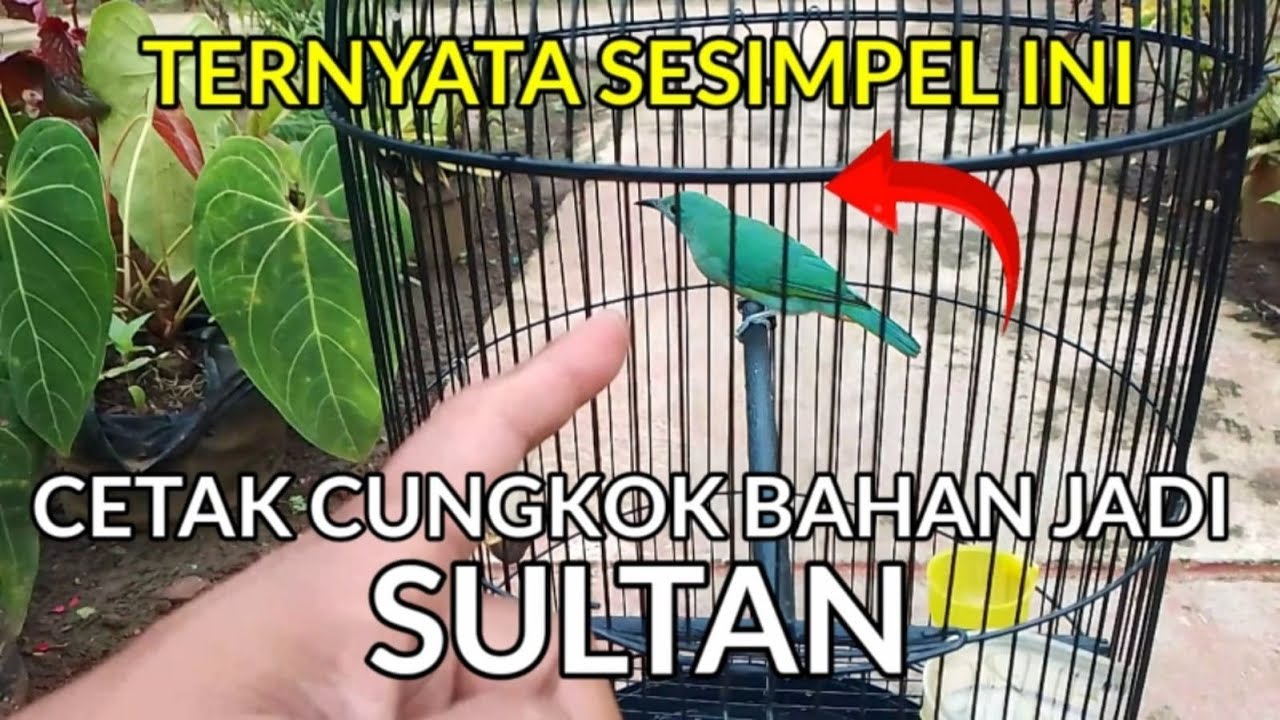 Rawatan CUCAK CUNGKOK bahan jadi SULTAN
