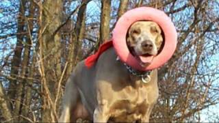 FUNNY DOG SUPER BRITNEY'S FUNNY SUPER TRICK JUMP NOSEY screenshot 1