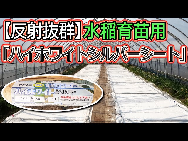効果大！】水稲用育苗シート・ハイホワイトシルバー 「イワタニ製