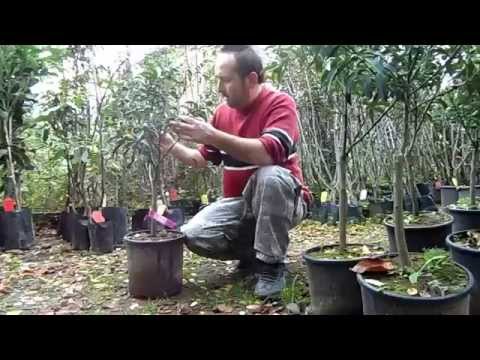 Kamkat Fidanı Bakımı