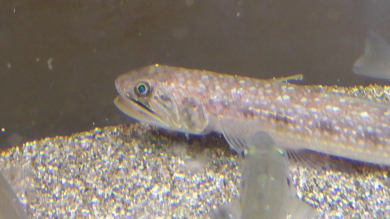 ぜいたくアオイソメ 飼育 魚のすべて