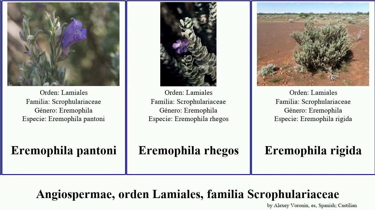Angiospermae, orden Lamiales, familia Scrophulariaceae eremophila buddleja hebe las americana