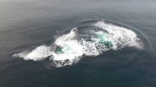 Monterey Dual Breaching Humpbacks from Drone