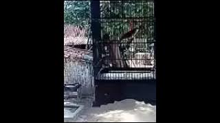 suara trucuan gacor sekali