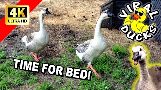 Geese in Virginia Go To Bed On Demand