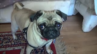 VICIOUS PUG ATTACK!!!! (Could Have Lost a Toe)