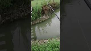 Is that a pike attack!